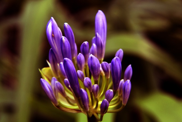 為拉齊奧奠 為拉齊奧奠