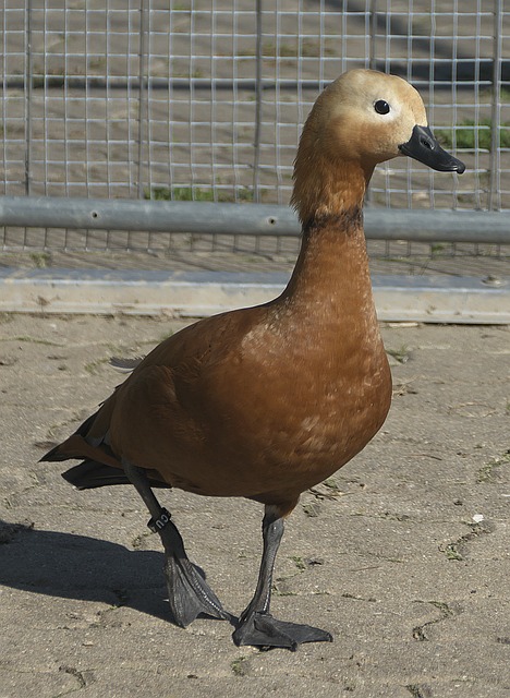 区域联防或
